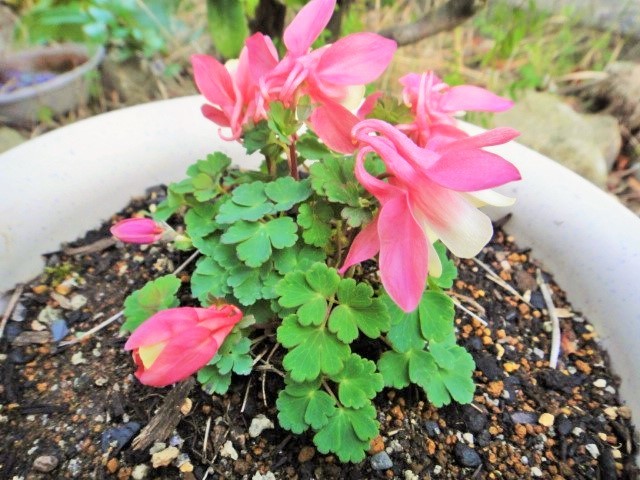 ③ミヤマオダマキ苗【カメオ】 1株(2~3年生株)拍卖