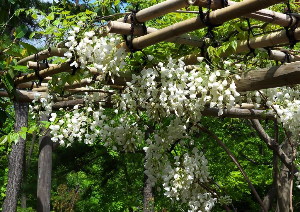 シロフジ 種子5粒★白藤★大変希少なシロフジの種子です拍卖