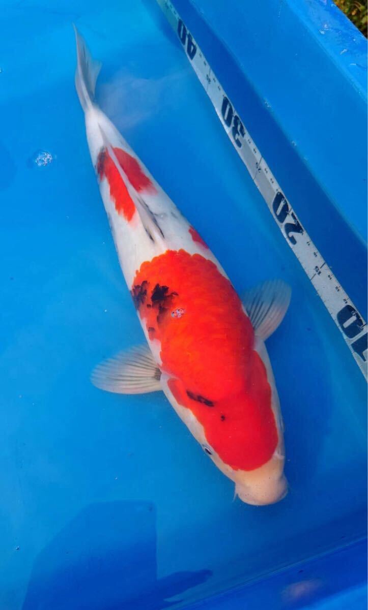 錦鯉 令和6年産 昭和三色 メス 41cm ☆立て鯉に☆ 倉敷錦鯉産 No.86【生産者より直送】2匹まで同梱可能 大日系統拍卖