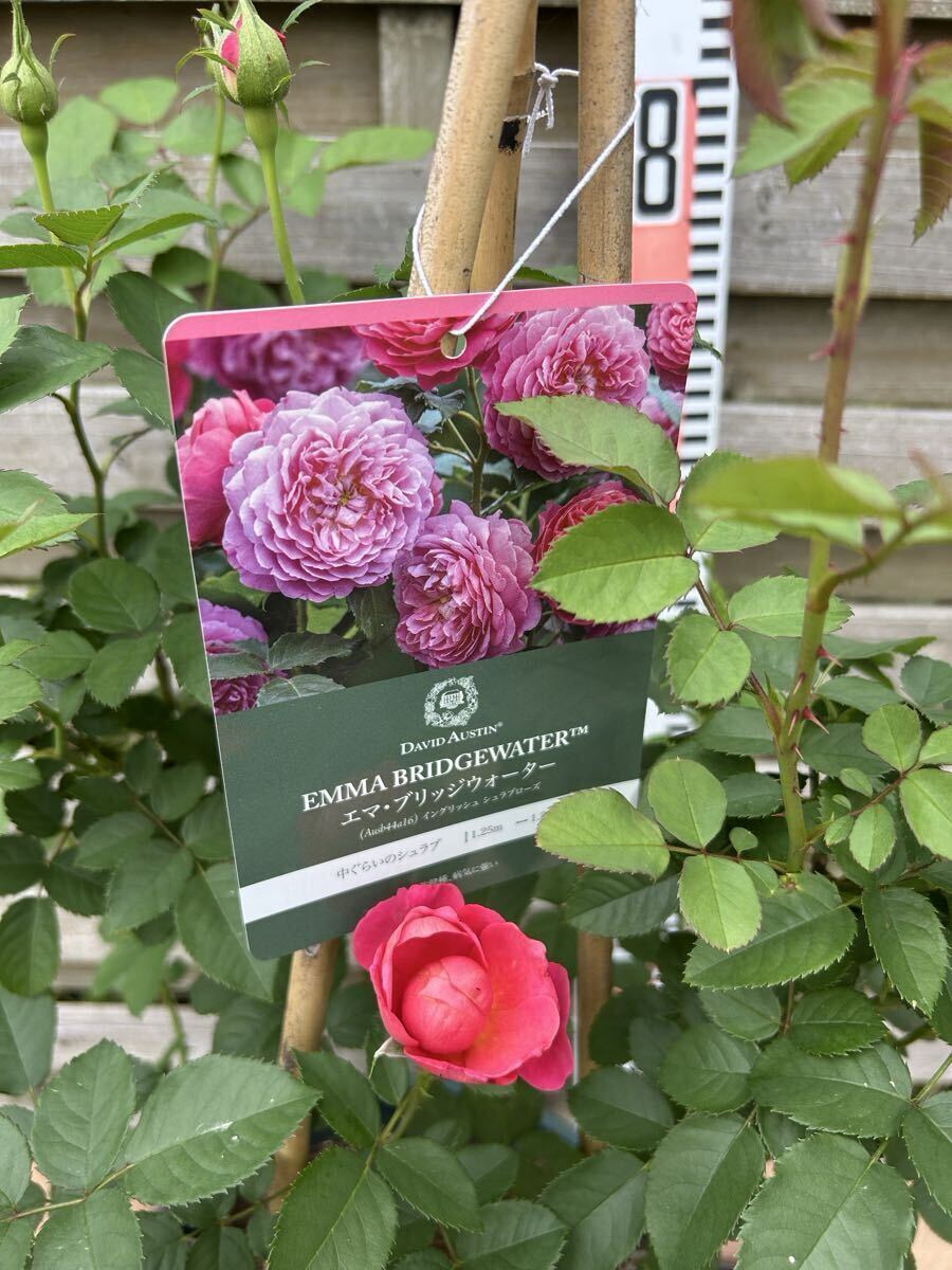 秋バラ開花中!ER「エマブリッジウォーター」DA社ロゴ入り15Lポット拍卖