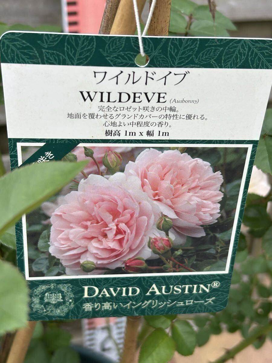 ER 「ワイルドイブ」DA社ロゴ入り15Lポット拍卖