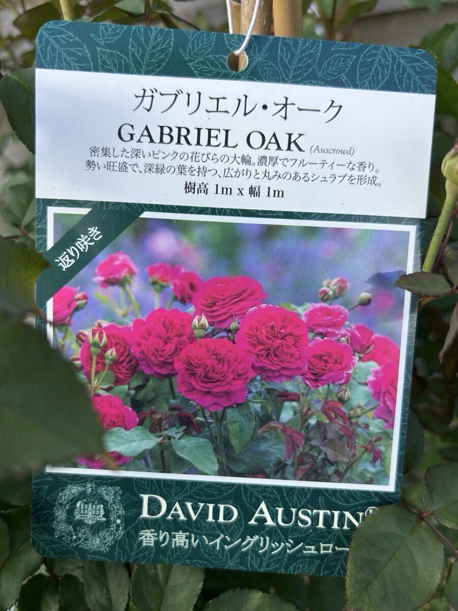 秋バラER 「ガブリエル・オーク」 DA社ロゴ入り15Lポット拍卖