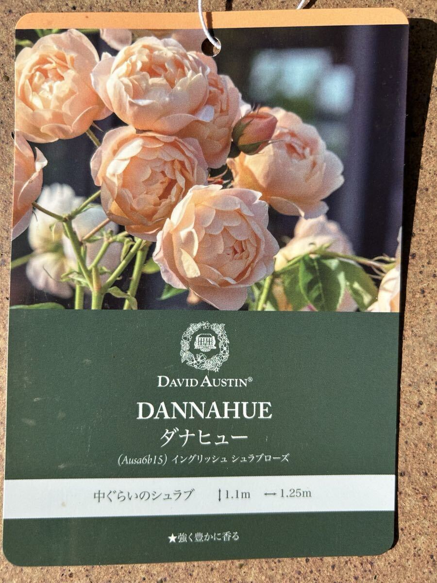 秋バラER 「ダナヒュー」 DA社ロゴ入り15Lポット拍卖
