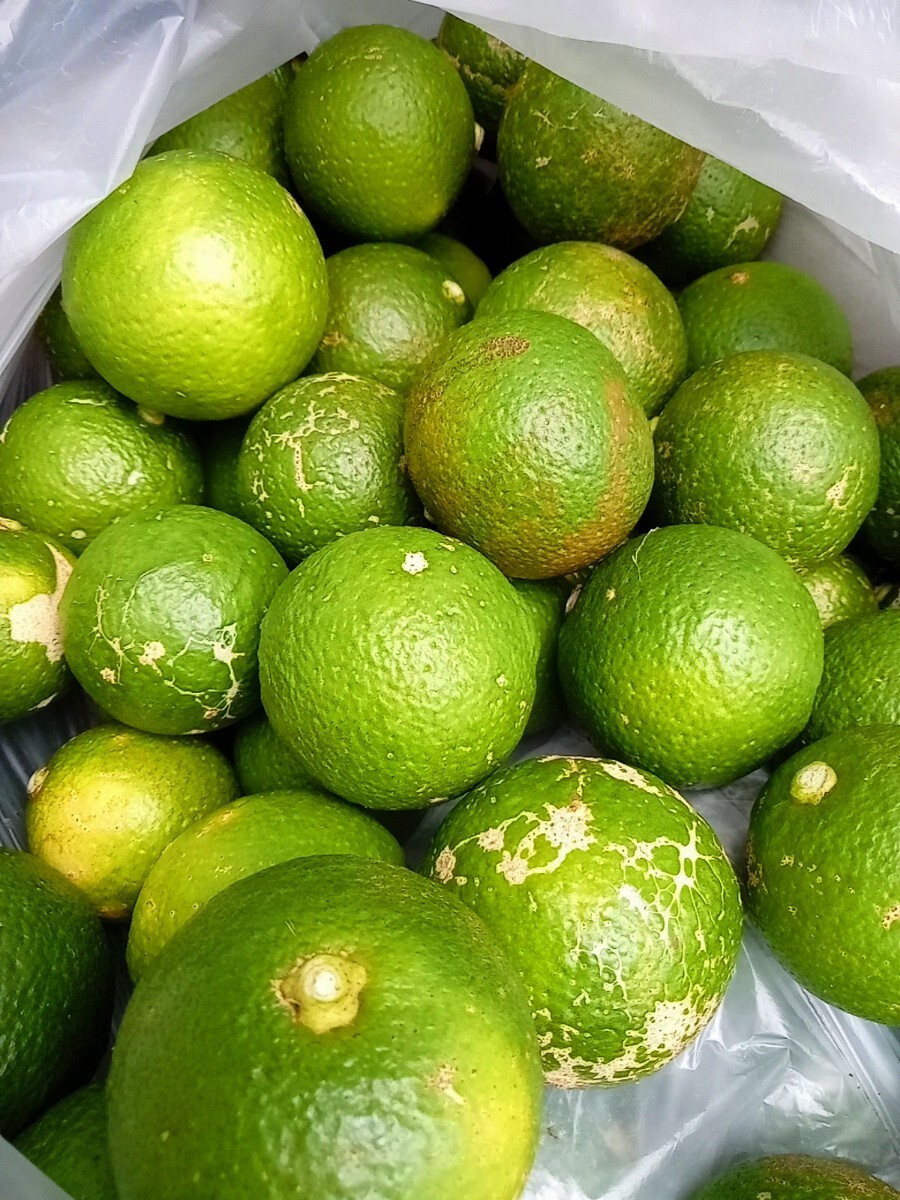 かぼす カボス ★農薬なし、露地もの 8キロ 8kg 拍卖