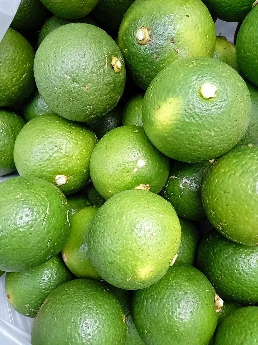 古木 かぼす カボス ★農薬なし、露地もの 20キロ 20kg 以上拍卖