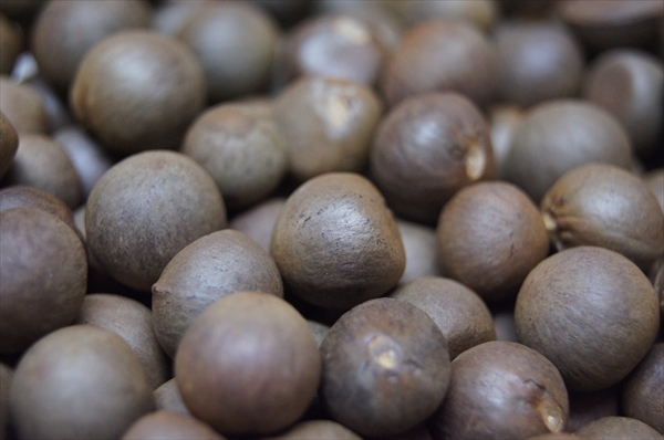 ■京都産/茶の木の実(種子) 5個セット /宇治茶 チャノキ お茶の木 管EL02拍卖