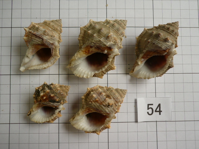 ■インテリア貝殻■水槽装飾/ヤドカリの引越しに■煮沸済み■54■中身を取り出した後,煮沸してあります■拍卖