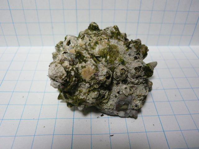 ■インテリア貝殻サザエ■水槽装飾/ヤドカリの引越に■煮沸済 08■中身を取り出した後,煮沸してあります■拍卖