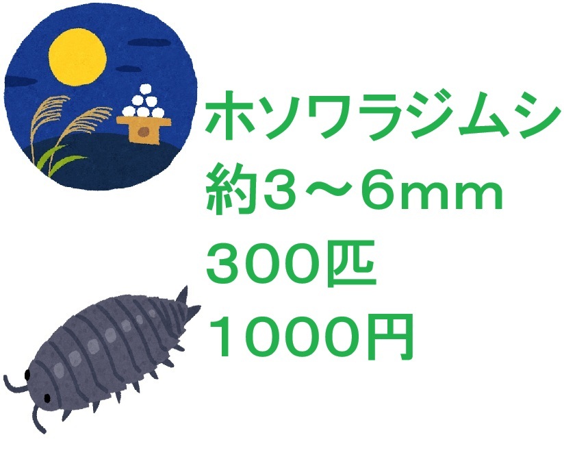 ホソワラジムシ 約3~6mm 300匹 1000円拍卖
