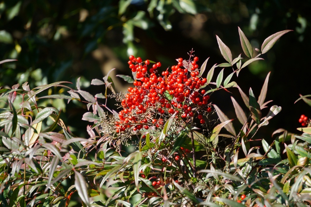 【年内最終】【自家繁殖/実生苗】南天(ナンテン) 小苗 - 赤 -拍卖