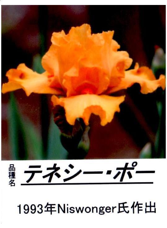 【年内最終】【株分け苗(K):セルフ種】ジャーマンアイリス/テネシー・ポー - 1苗のみ -拍卖
