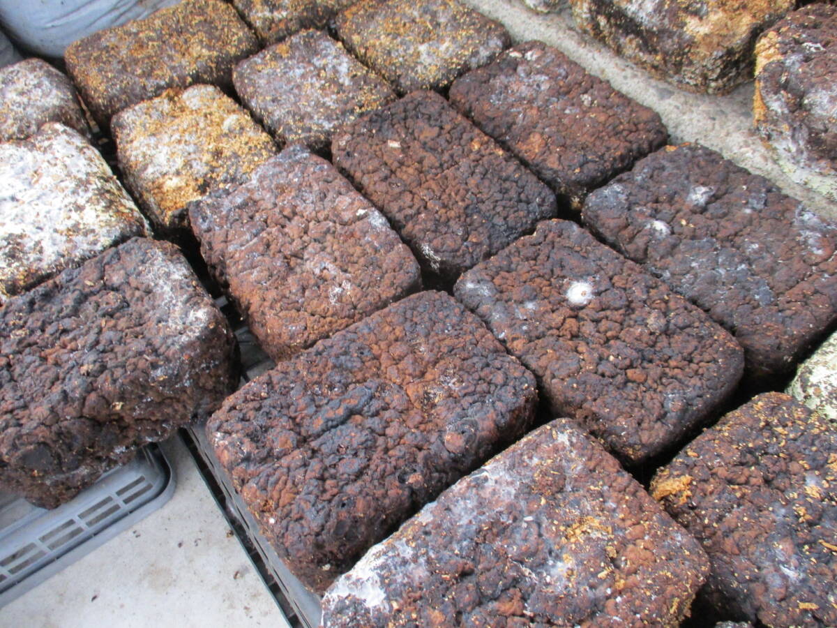 即決あり★カブトムシ・クワガタの幼虫の餌に最適 しいたけ廃菌床 ブロック 1個あたり拍卖