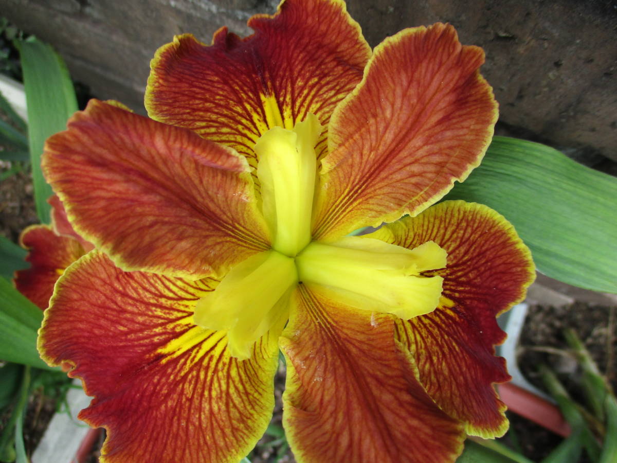 即決あり◆ルイジアナアイリス/カジュンサンライズ 抜き苗1株拍卖