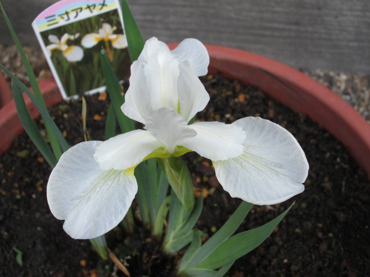 即決◆三寸アヤメ 白 株分け苗 1株拍卖