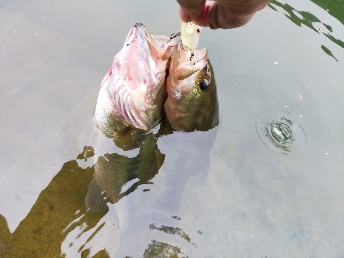 ジャグアトップ45 クリアカラー検索ジャガトップ トラウト エリアバスポンド フロッグ B級ルアー ダイワ シマノ リョービ バルサ ズイール拍卖