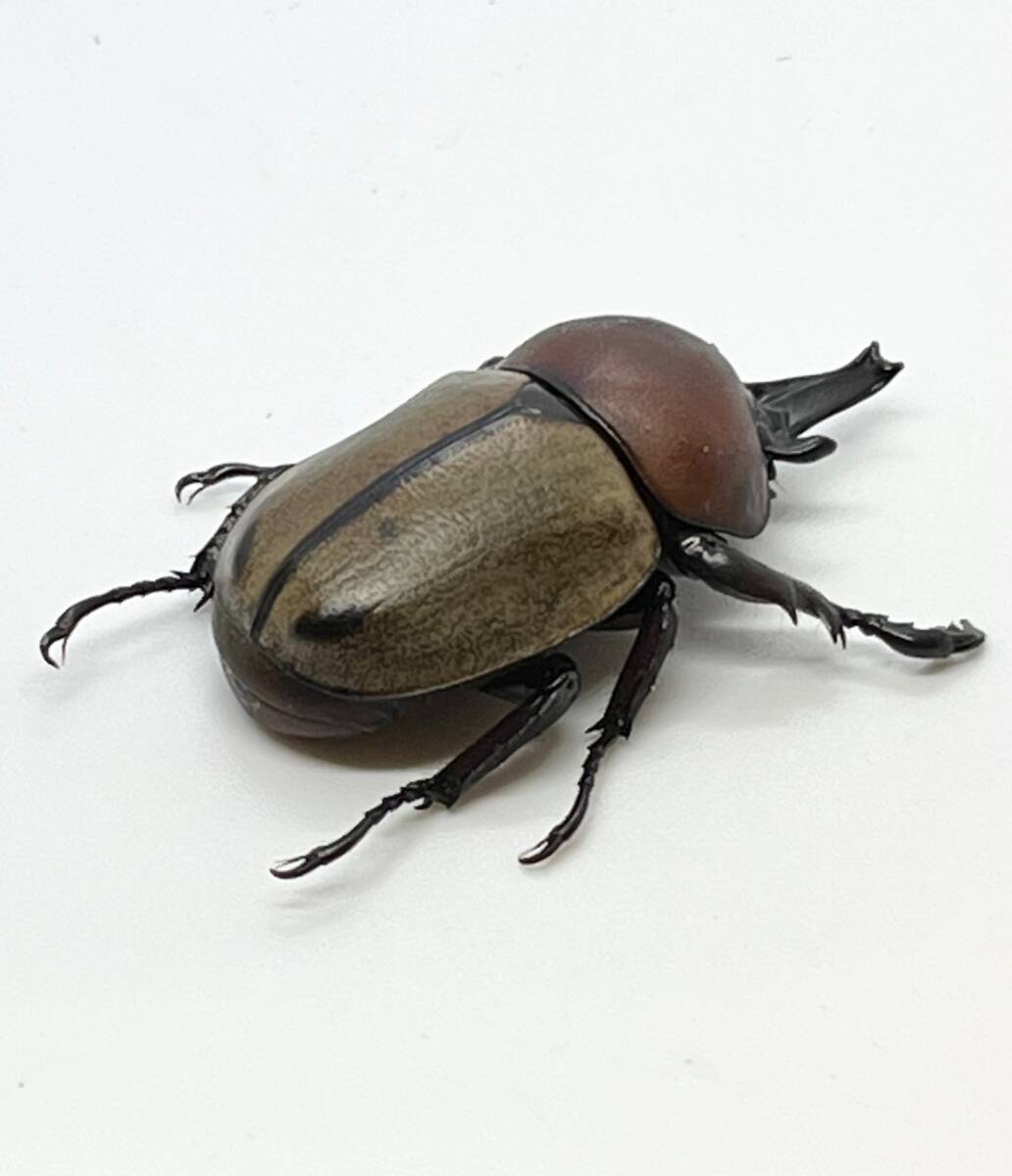 日本初!・ヨツボシマッシヴツノヒナカブト (レッドブラックタイプ) 3令幼虫 4頭・ WF1 発送日12/13・12/14限定拍卖