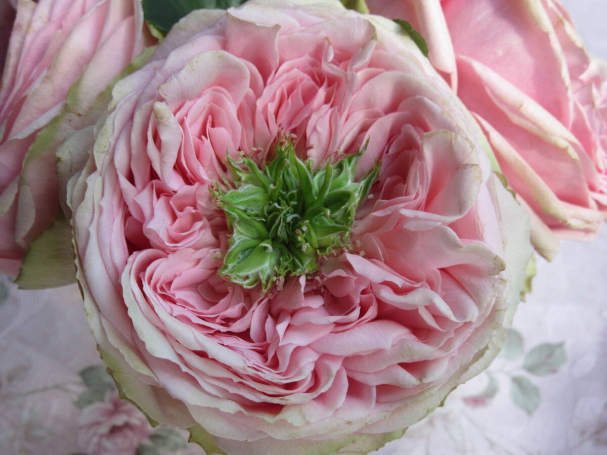 *希少切り花種・入手難・ベビーピンクとボタンアイが魅力*テアトロ挿し木2年しっかり苗蕾付き拍卖