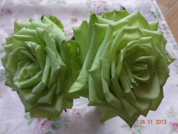 *希少切り花種・入手難・反り返るグリーンの花弁*グリーンミントティー挿し木2年苗蕾付き拍卖