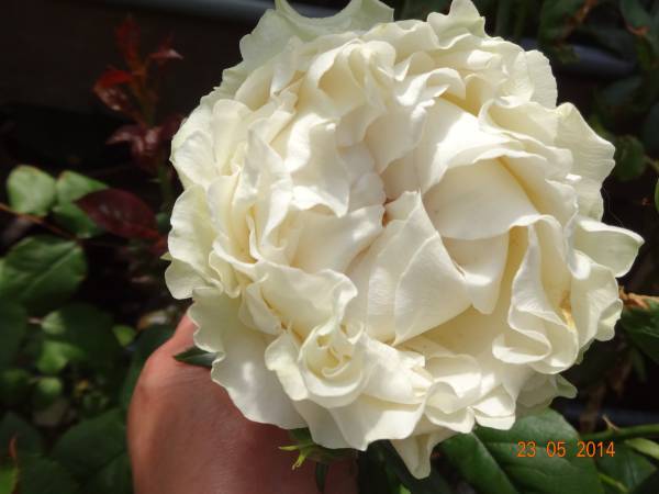 *希少切り花種・流通なく入手難・波打つ花弁*白波挿し木2年苗蕾付き拍卖