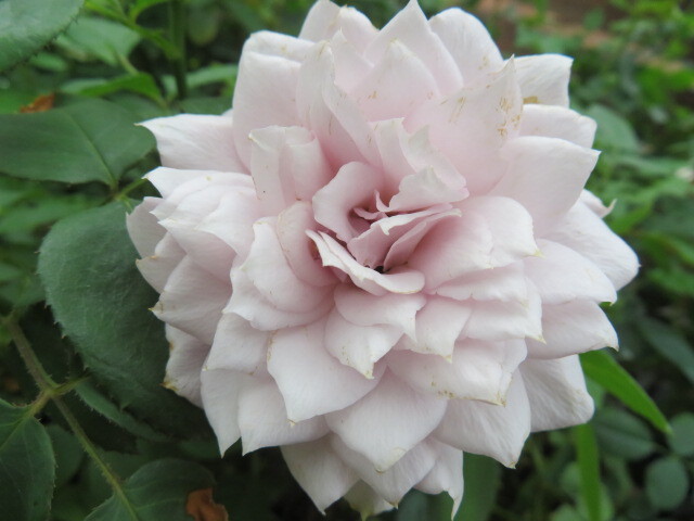 *新品種・希少切り花種・気品のシルバーブルー*エマーブル挿し木2年苗開花中拍卖