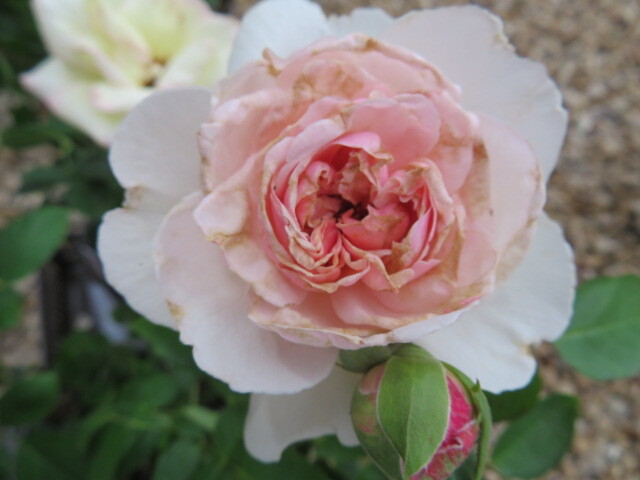 *新品種・希少イヴ切り花種・優しい花色と癒しの香*レスプリドフィーユ挿し木2年大き目苗蕾付き拍卖