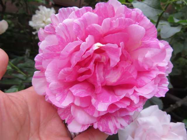 *希少イヴ切り花種・入手難・香りの絞りバラ*イヴスプラッシュ挿し木2年苗拍卖