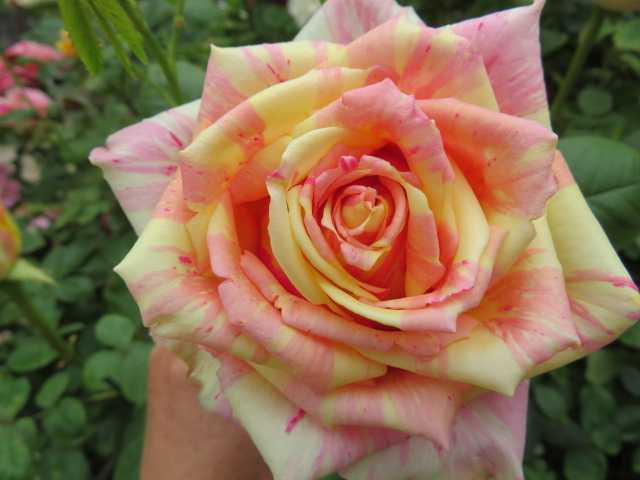 *希少切り花種・流通なく入手難・気品の柔らかな絞り*フィスタ挿し木大苗蕾付き拍卖