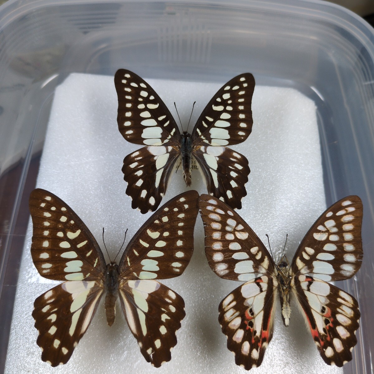 国産蝶標本ミカドアゲハ 3産地 三重県・高知県・沖縄県産です。拍卖