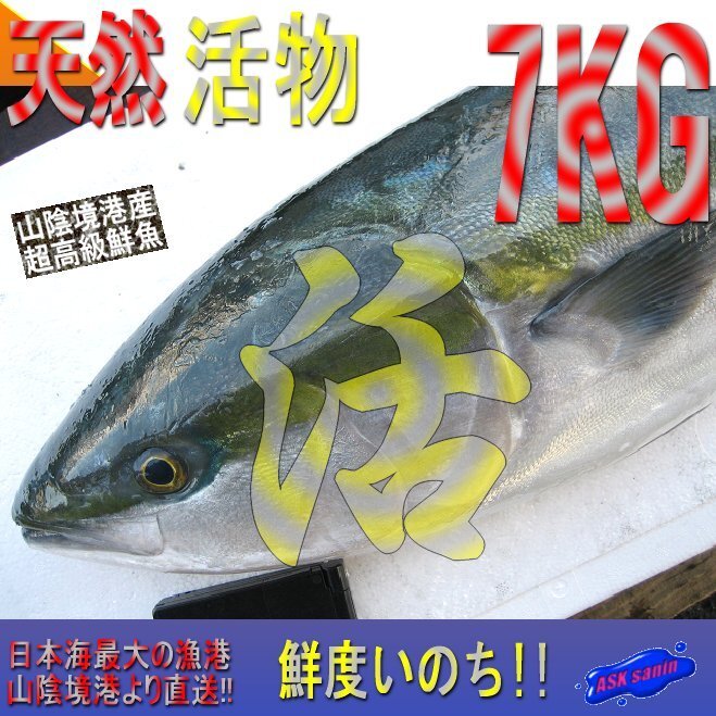活〆天然「ブリ5-7kg」鮮度抜群、山陰境港産、とれたて直送!!(不定貫につき差額発生します。)拍卖