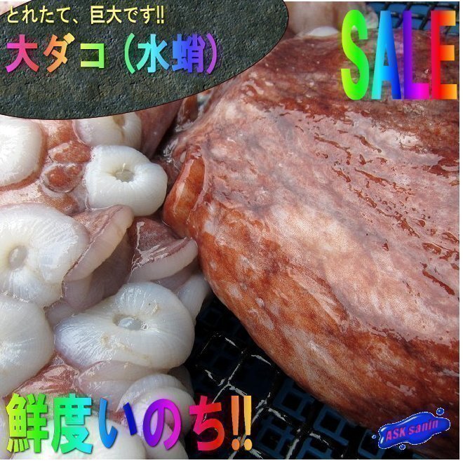お刺身用「水タコ 1尾9.6kg」 /活冷凍品... シャブシャブもGOOD、とれたて直送!! 特大ダコ拍卖