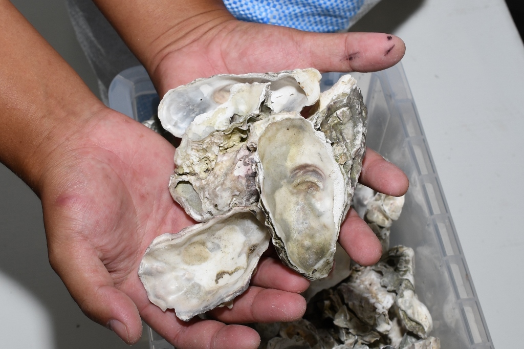 牡蠣殻・中サイズ・500g メダカ 川魚 金魚等 送料後確定拍卖