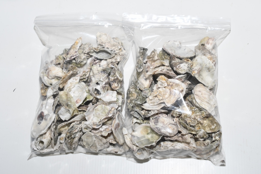 牡蠣殻・中サイズ・1kg メダカ 川魚 金魚等 拍卖