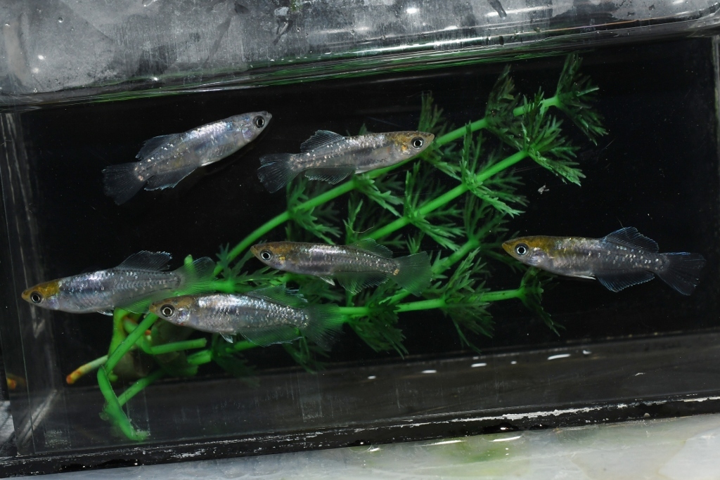 【猫飯】エメラルドフィン半月メダカ・3ペア C2 現物 めだか セット 成魚 送料後確定拍卖