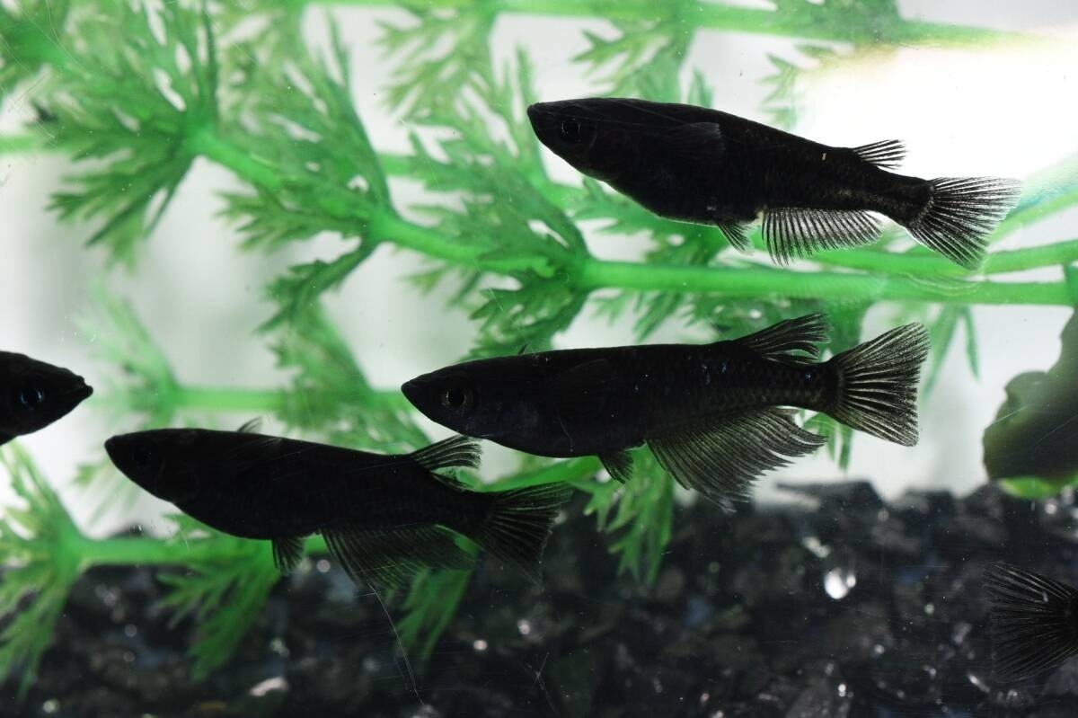 オロチメダカの稚魚・10匹 めだか 猫飯拍卖