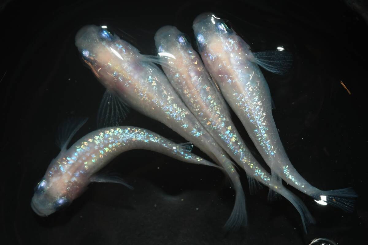 【猫飯】ピンクサファイアメダカ・2ペア ウ14 現物 めだか セット 成魚 卸販売 送料後確定拍卖