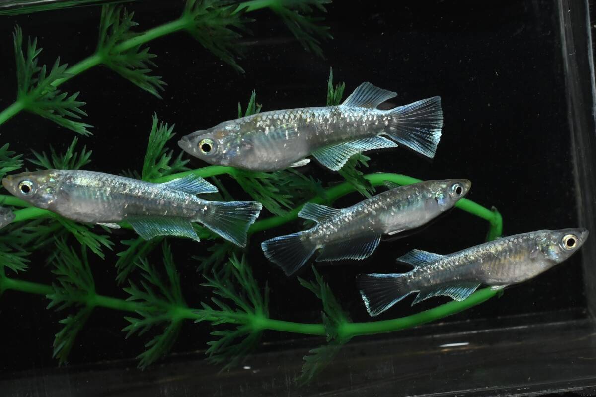 【猫飯】イカ墨シルバーキッシングメダカ・3ペア L12 現物 めだか セット 生体 成魚 送料後確定拍卖