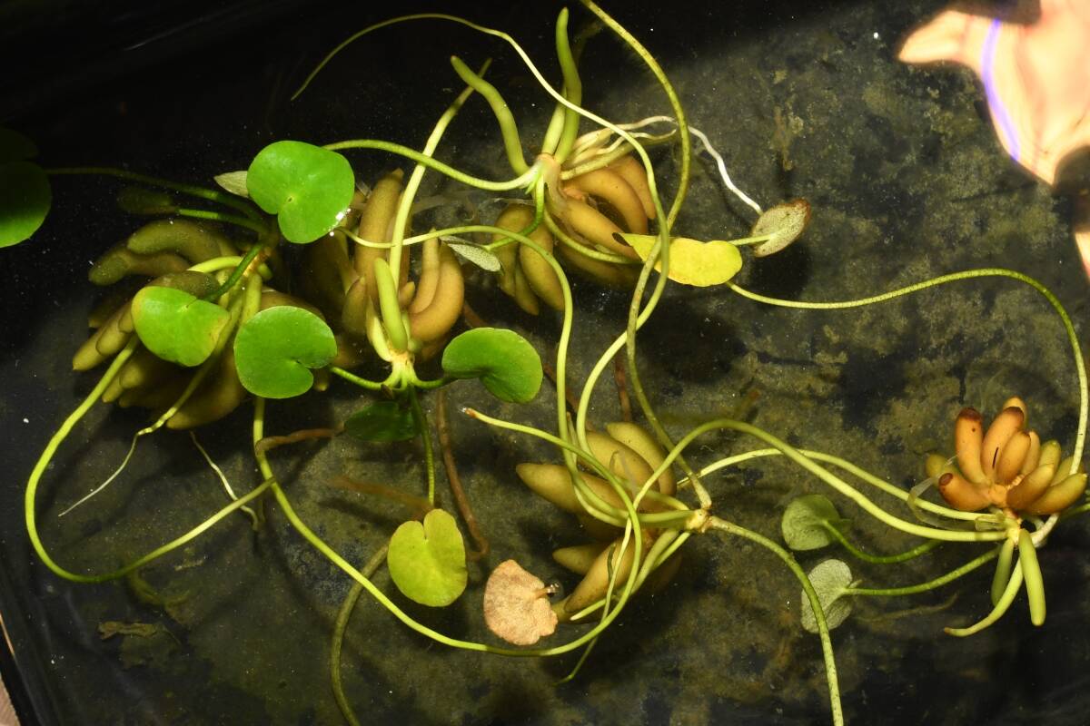 自家栽培・バナナプラント 5株 ウ2 現物 無農薬 安心 メダカ拍卖