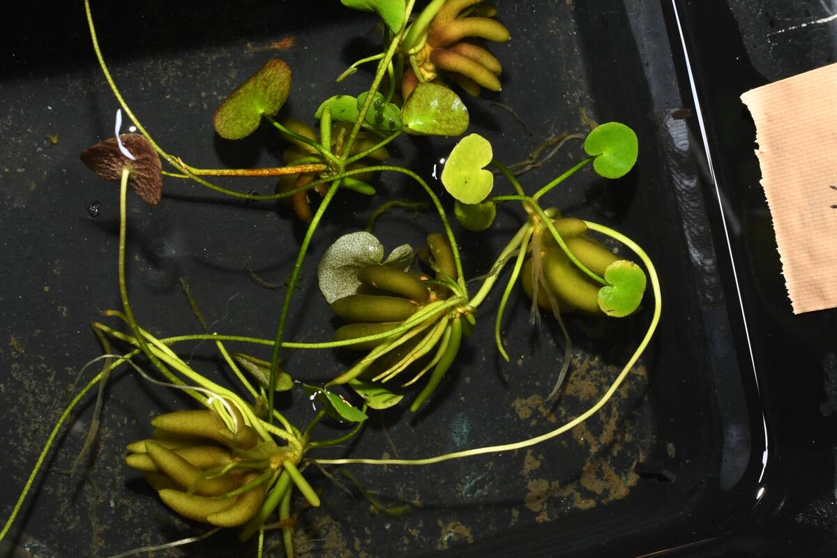 自家栽培・バナナプラント 5株 ウ4 現物 無農薬 安心 メダカ拍卖