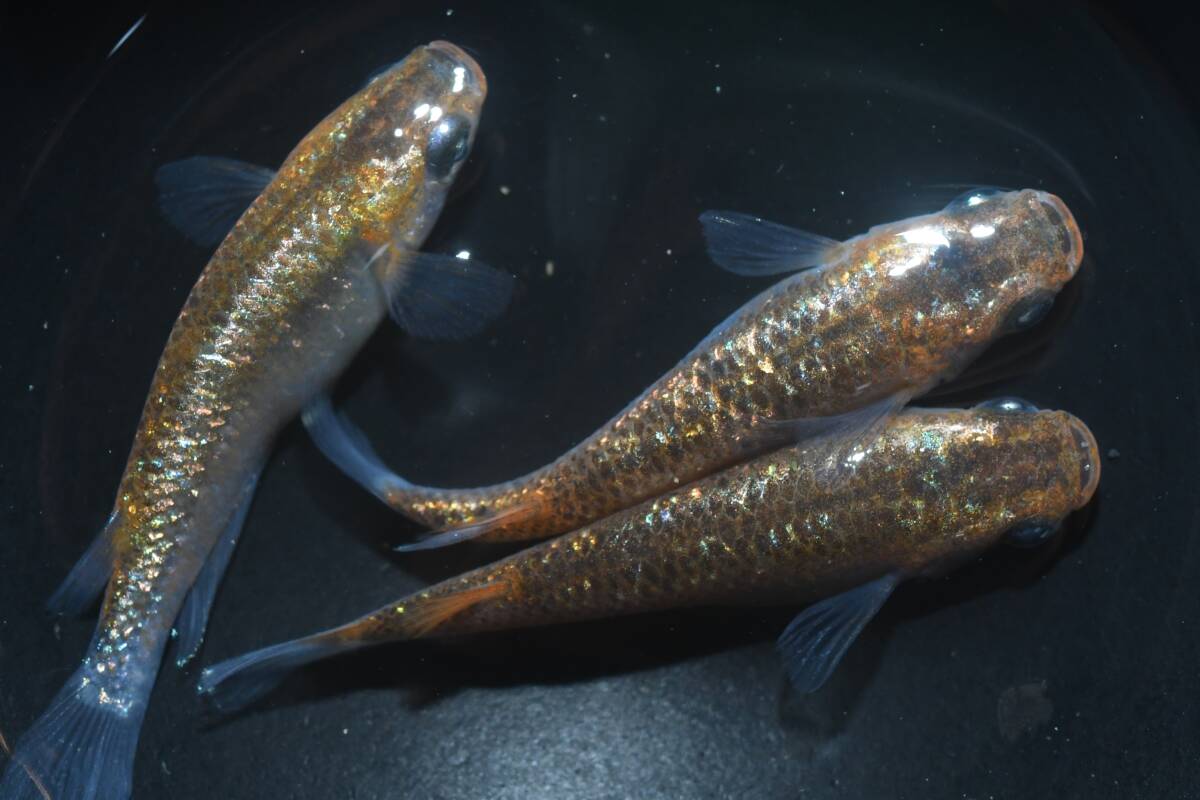 【猫飯】ユリシスパラディーゾアースアイメダカ・雄1匹雌2匹 Z3 現物 めだか セット 成魚 卸販売 送料後確定拍卖