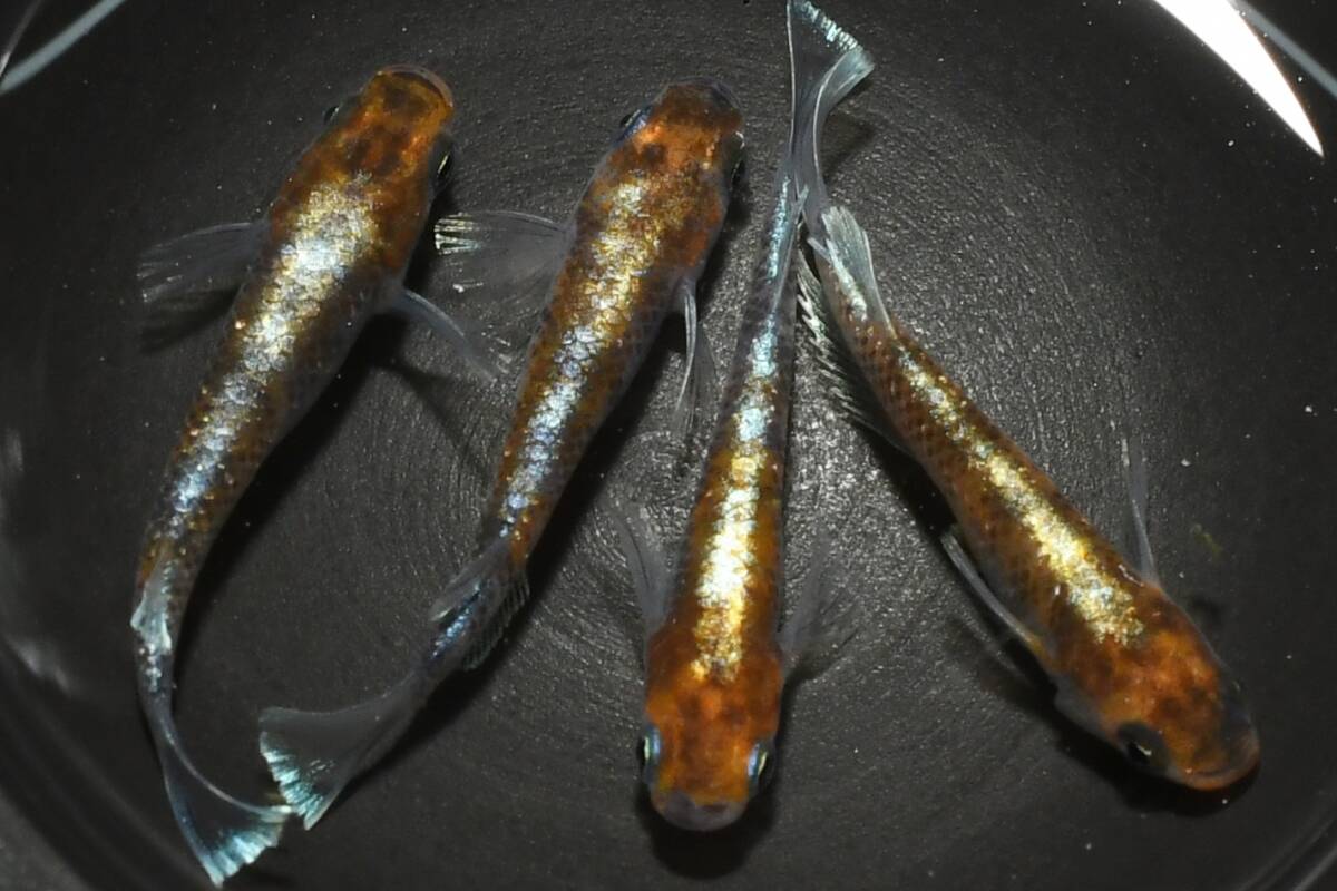 【猫飯】上物市!鏡花菊メダカ・2ペア O6 現物 めだか セット 成魚 送料後確定拍卖