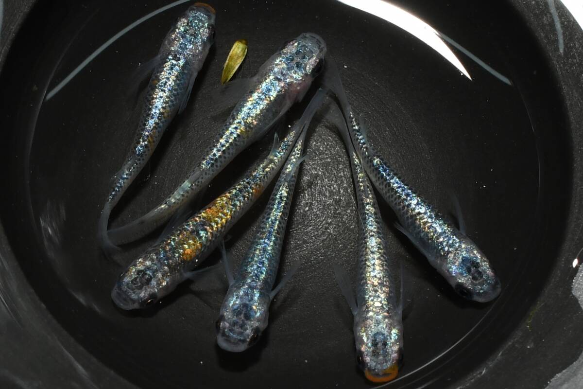 【猫飯】ユリシスパラディーゾメダカ・3ペア L11 現物 めだか セット 成魚 送料後確定拍卖