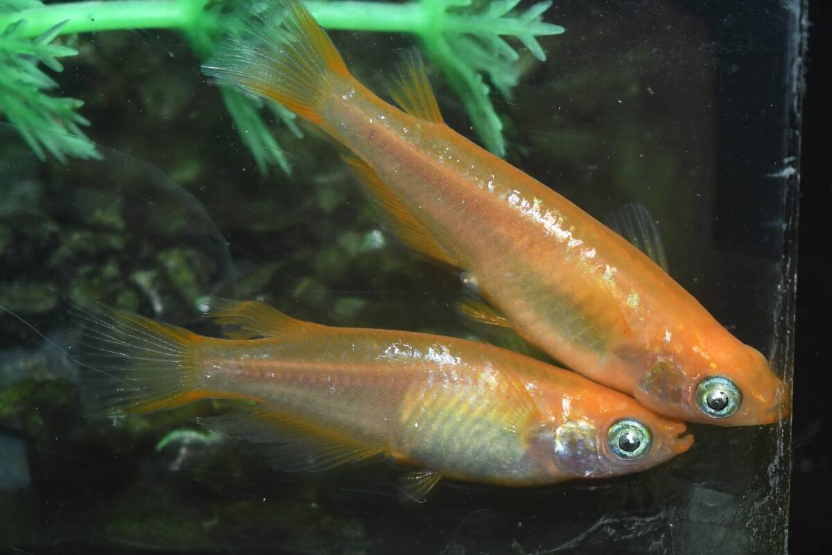 【猫飯】フルオレセントメダカ・2ペア I4 現物 めだか セット 生体 成魚 送料後確定拍卖