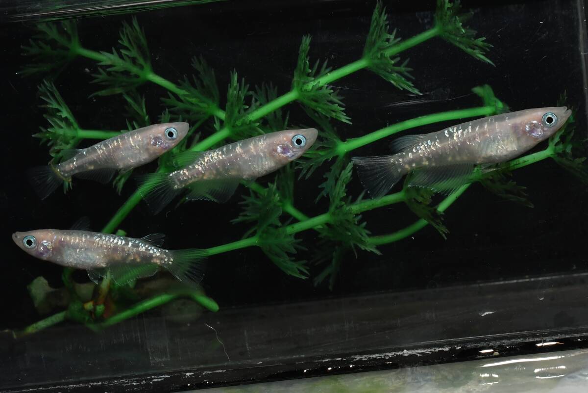 【猫飯】フラミンゴ(ピンクサファイアカガミ鱗)メダカ・2ペア J5 現物 めだか セット 成魚 卸販売 送料後確定拍卖