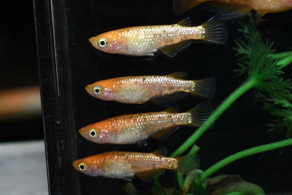 【猫飯】紅帝ラメメダカ・3ペア E6 現物 めだか セット 成魚 卸販売 送料後確定拍卖