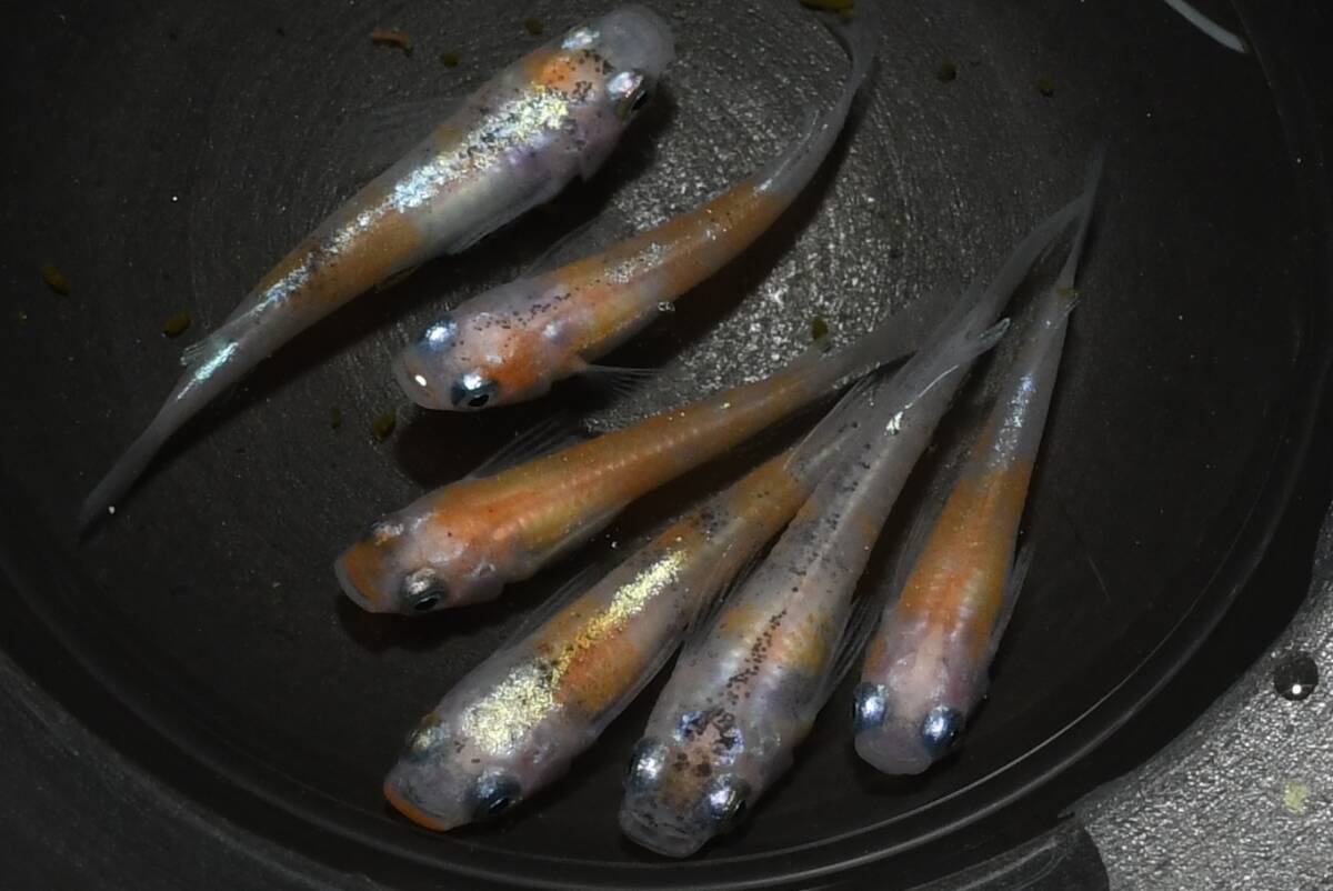 【猫飯】アマテラス三色メダカ・3ペア L21 現物 めだか セット 生体 成魚 送料後確定拍卖