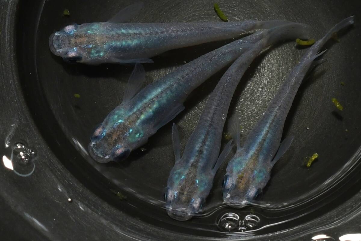 【猫飯】深海メダカ・2ペア Q17 現物 めだか セット 成魚 卸販売 送料後確定拍卖