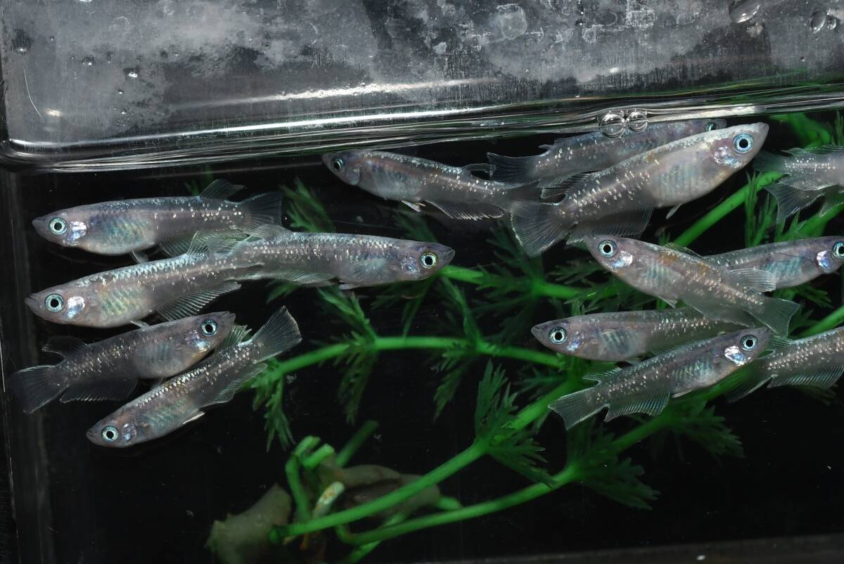 【猫飯】白斑体外光キッシングメダカ・12匹 J8 現物 めだか セット 成魚 卸販売 送料後確定拍卖