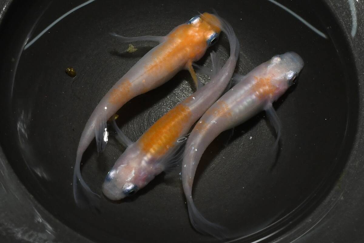【猫飯】しだれ桜メダカ・雄1匹雌2匹 Q10 現物 めだか セット 成魚 送料後確定拍卖