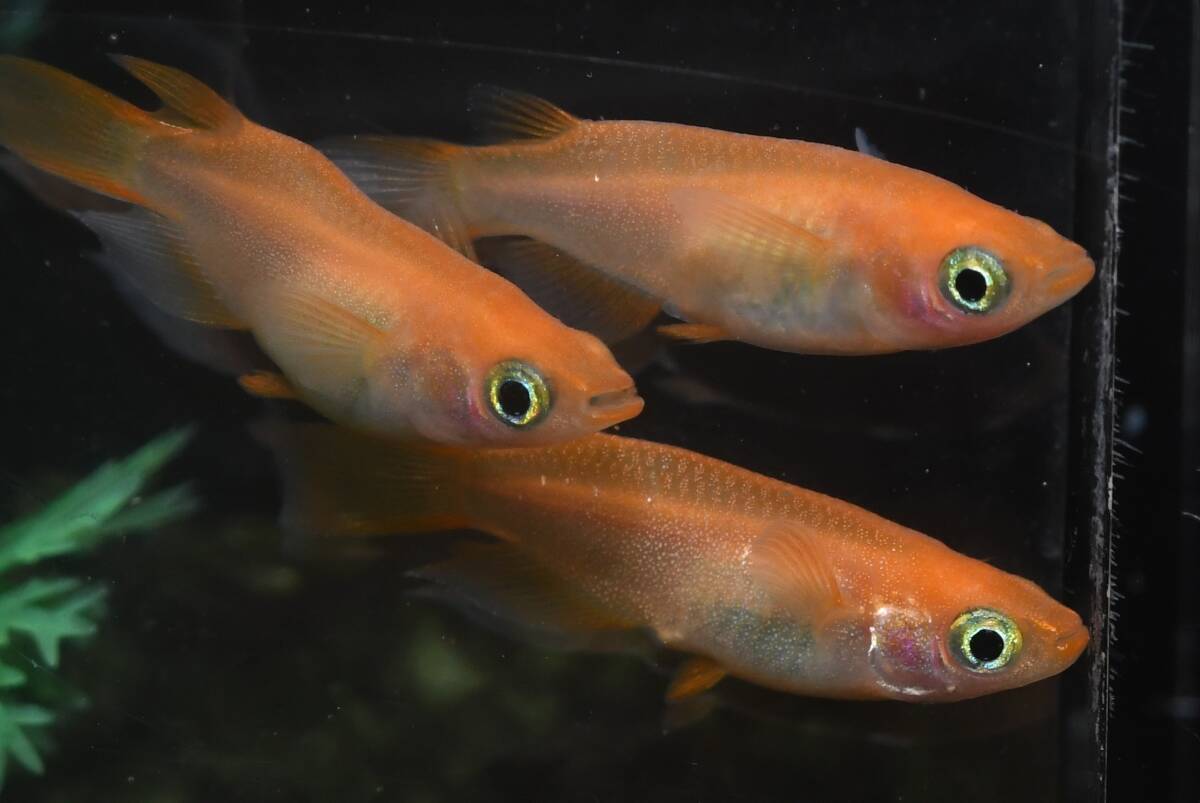 【猫飯】真紅半ダルマメダカ・3ペア I13 現物 めだか セット 生体 成魚 送料後確定拍卖