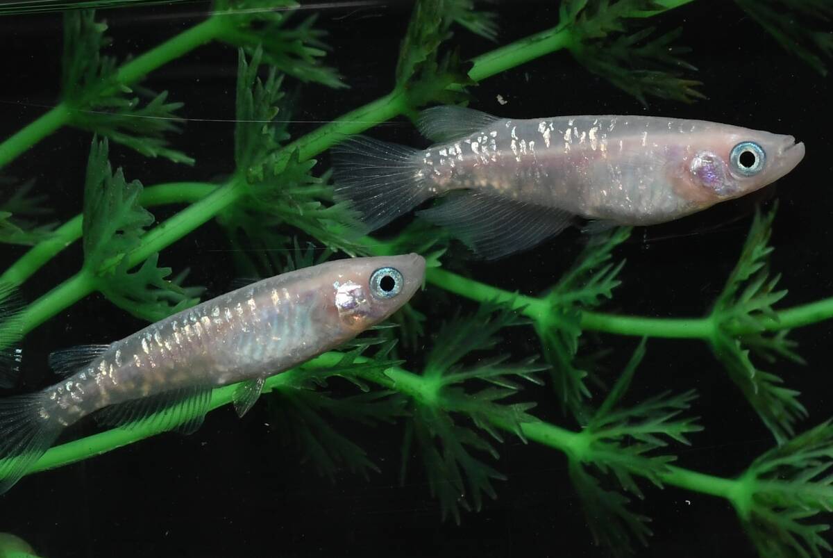【猫飯】フラミンゴ(ピンクサファイアカガミ鱗)メダカ・2ペア C7 現物 めだか セット 成魚 卸販売 送料後確定拍卖